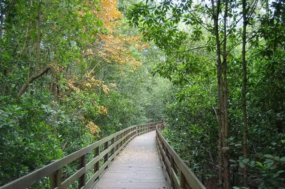 Less Crowded Hiking Trails In Singapore - Pasir Ris Park mangrove boardwalk
