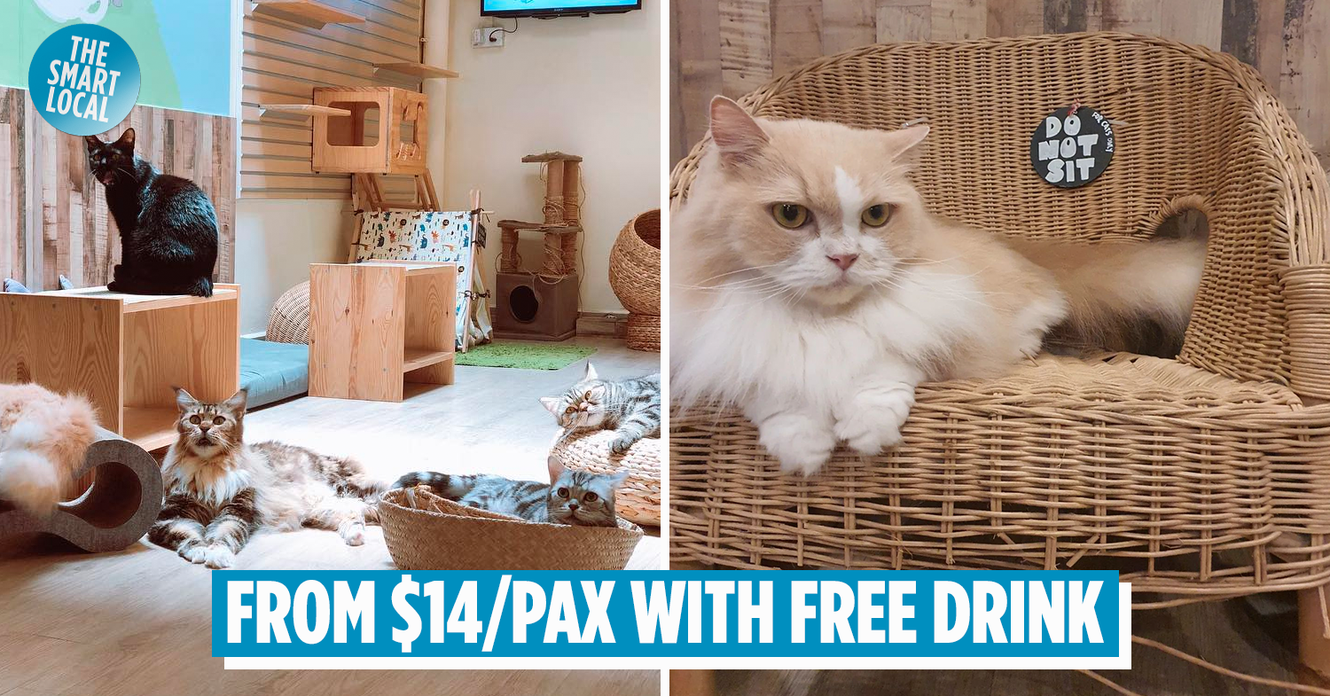 Meomi Cat Cafe - Chill Pet Cafe In Bugis With Fluffy Ragdolls