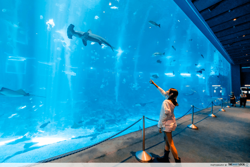 indoor activities singapore - S.E.A. Aquarium