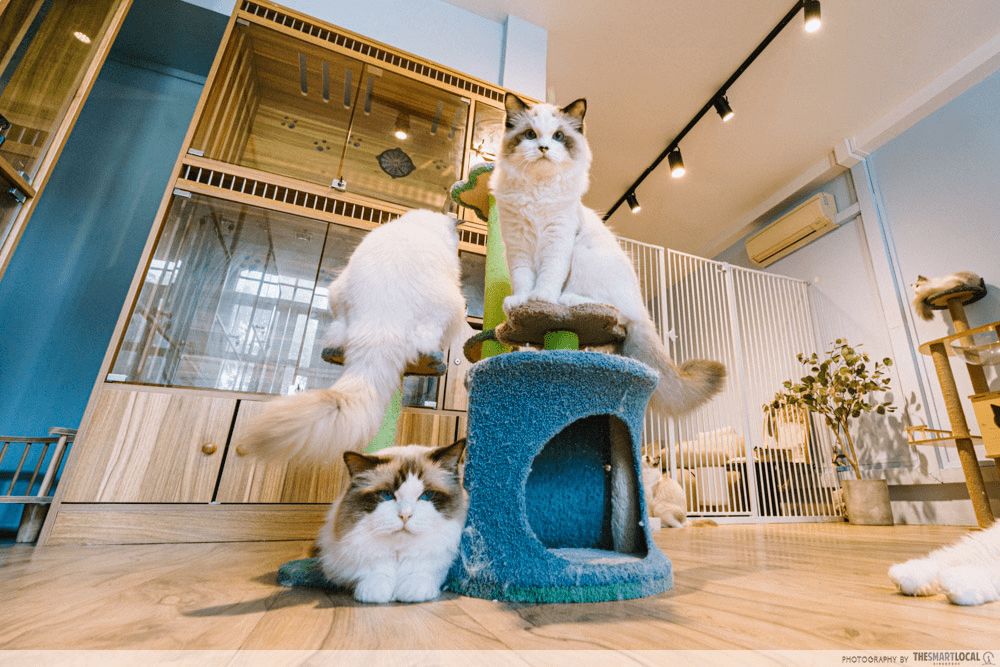 indoor activities singapore - cat cafe