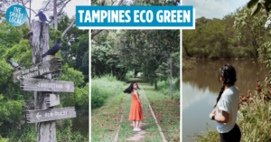 tampines eco green - cover