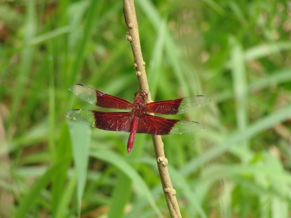 tampines eco green - dragonfly