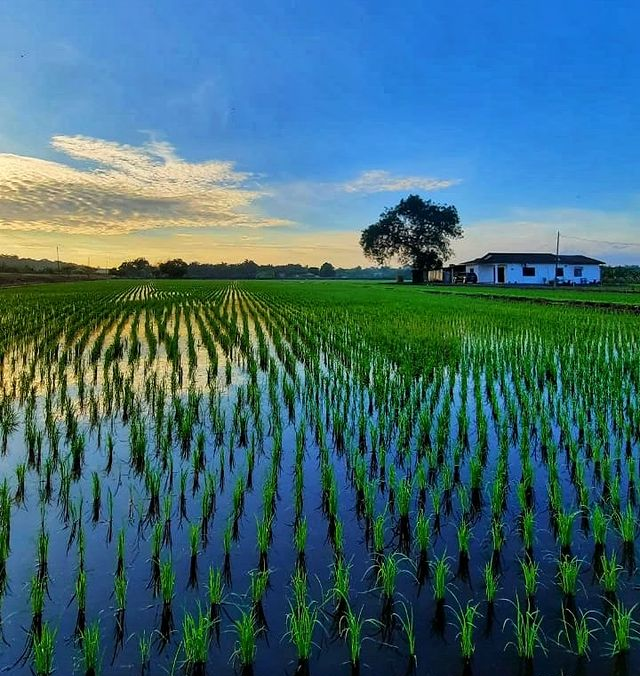 paddy fields at sekinchan