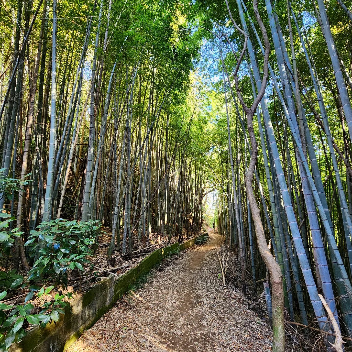 Ten-en Hiking Trail bamboo groves