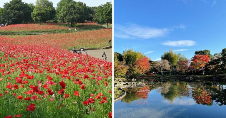 8 Best Scenic Walking Trails In & Around Tokyo [2025 Guide]