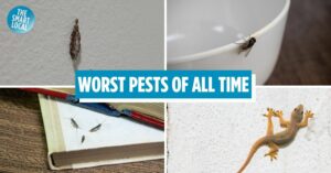 worst house pests in singapore cover image