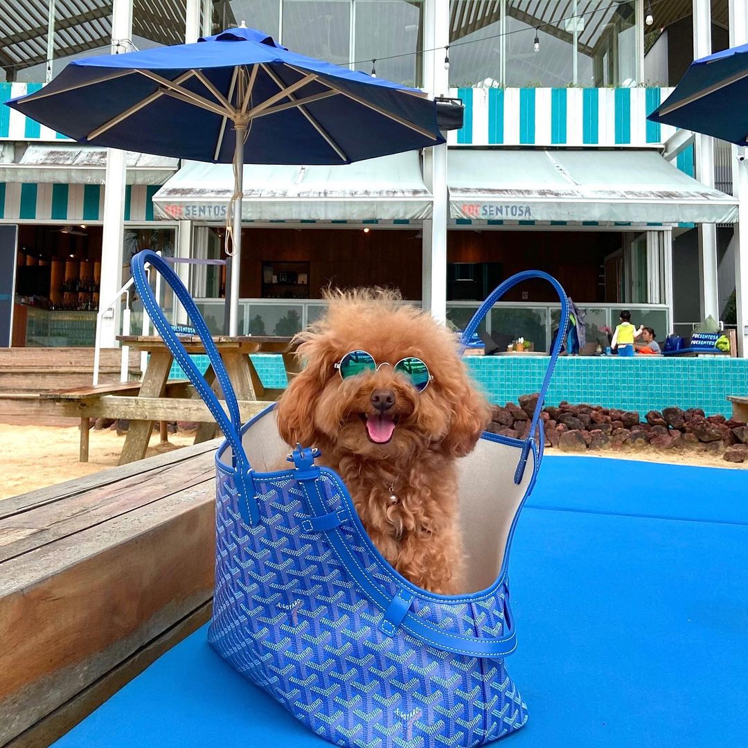 Best Beach Clubs In Singapore FOC Sentosa Dog