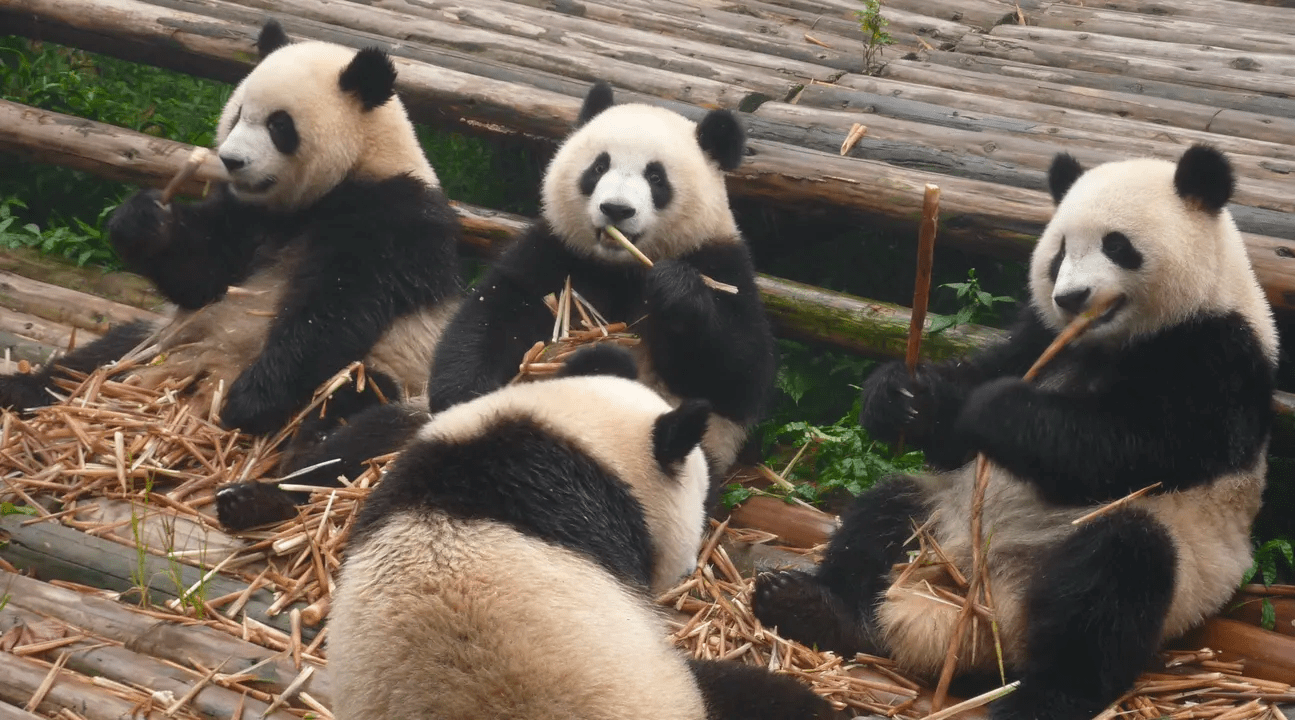 Chengdu Panda Sanctuary