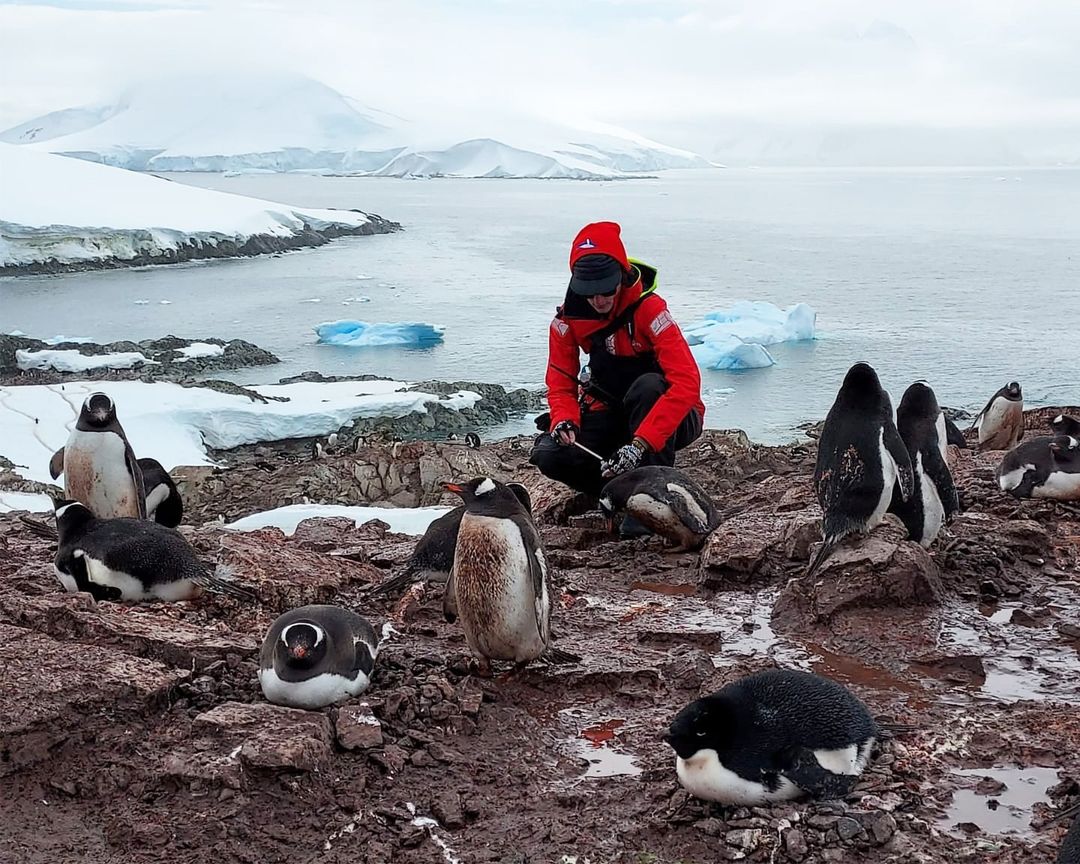 Get Up Close With Penguins In Antarctica
