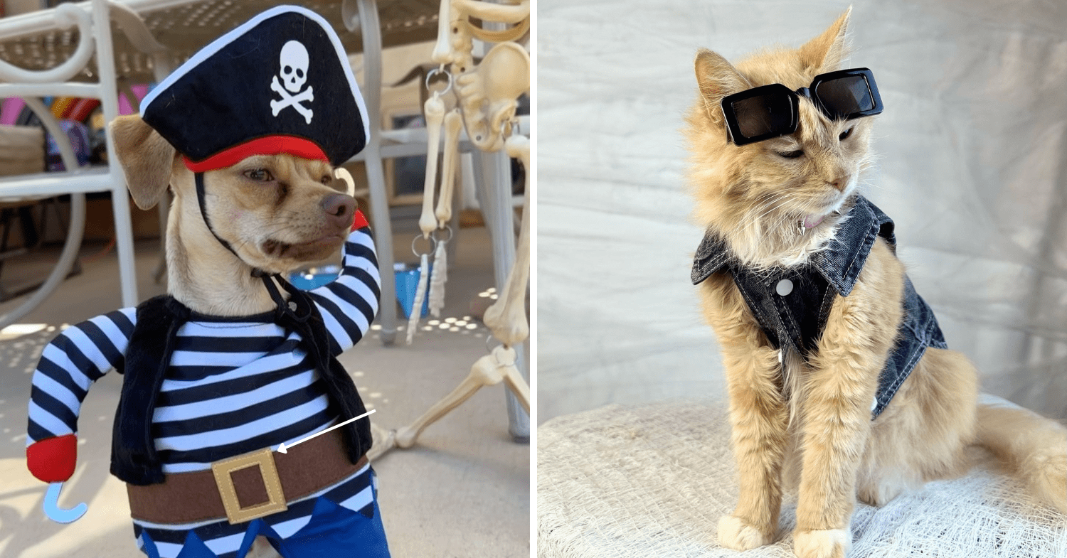 Nautical Paw-ty @ Northshore Plaza - best dressed contest