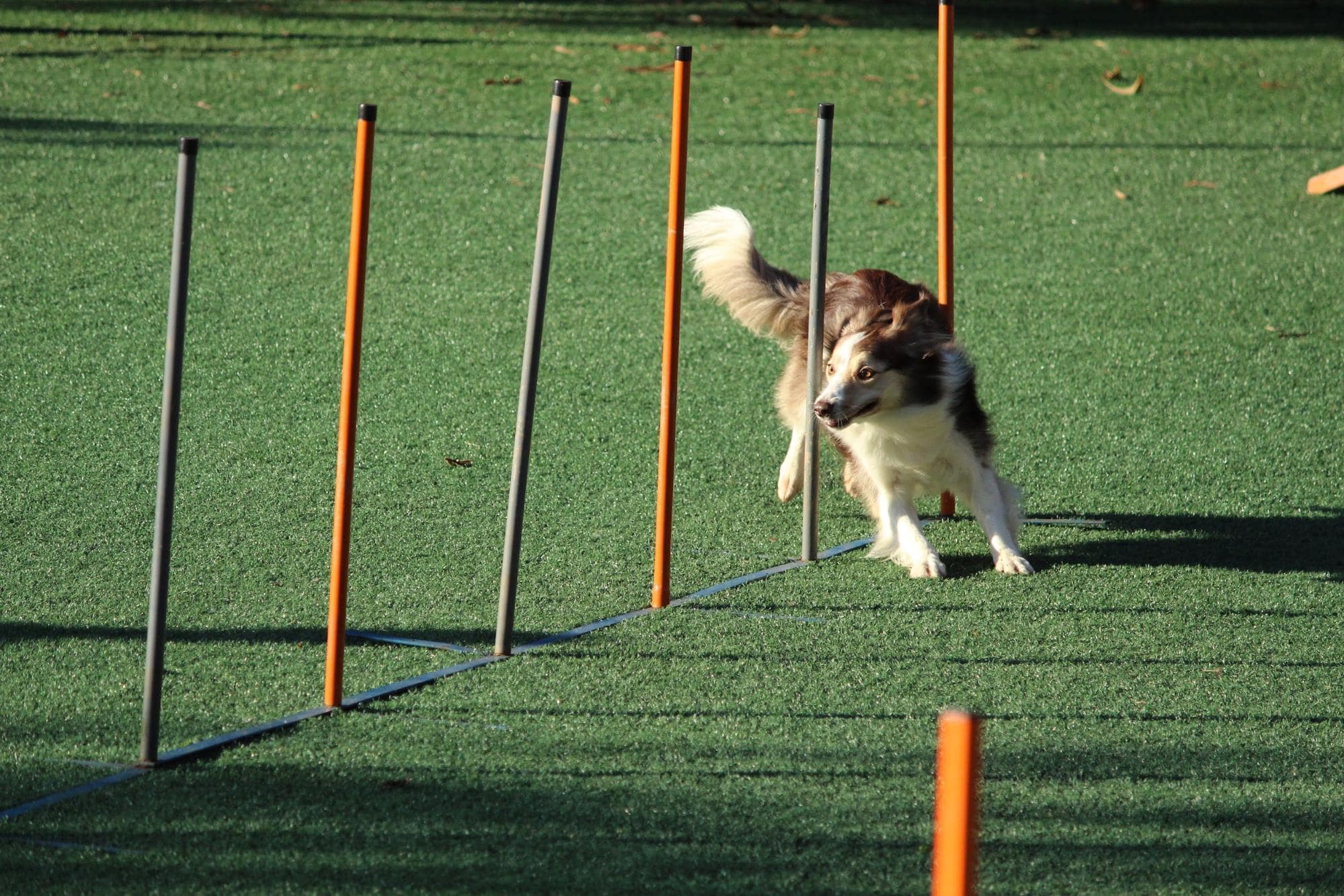 Nautical Paw-ty @ Northshore Plaza - dog obstacle course