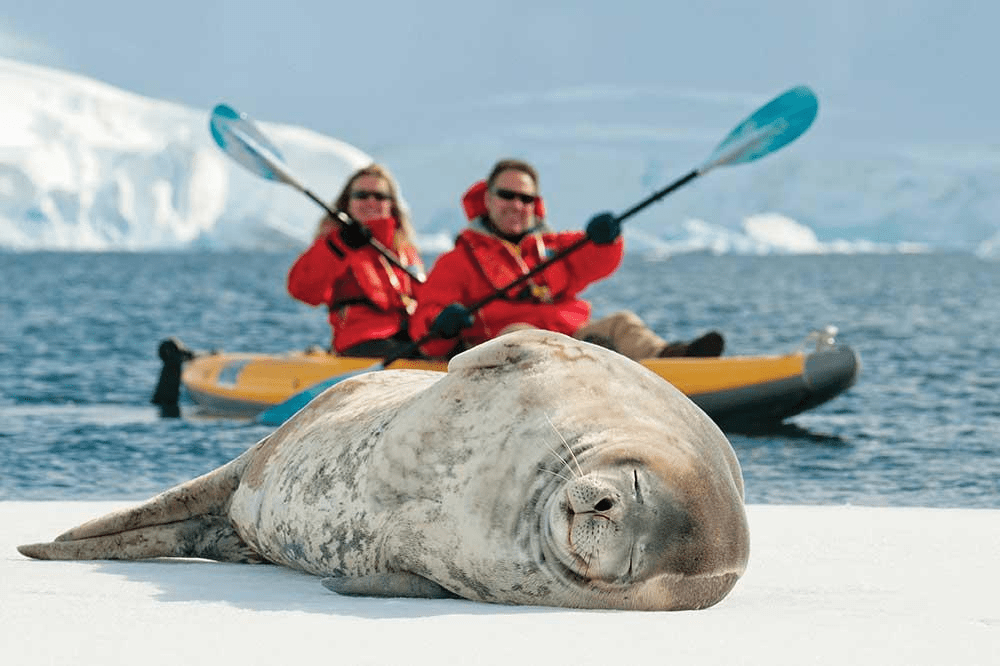 Seal In The Antarctic