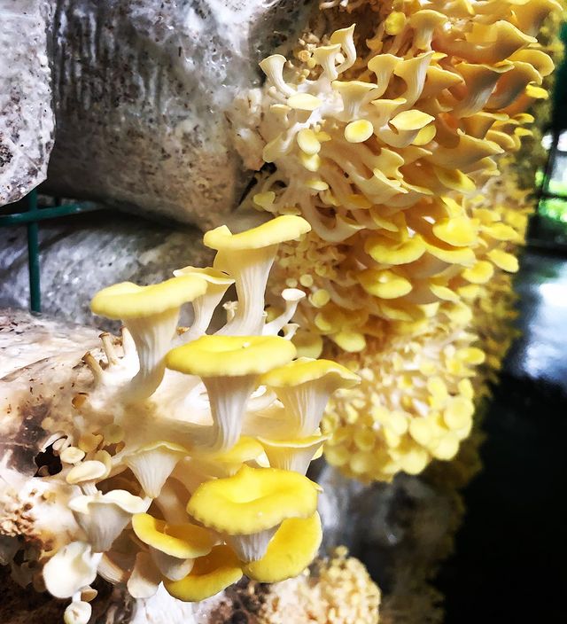 golden mushroom kin yan