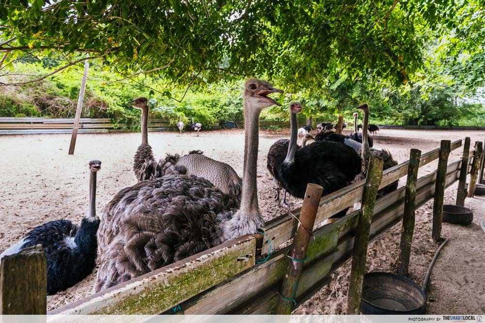 Things to do in Pengerang - Desaru Ostrich Farm birds