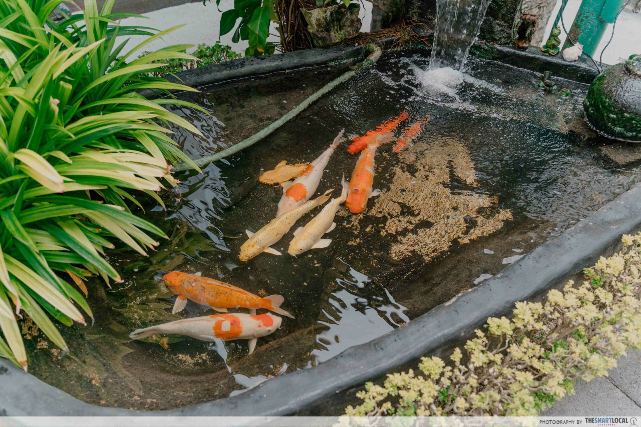 koi pond with mini fountain