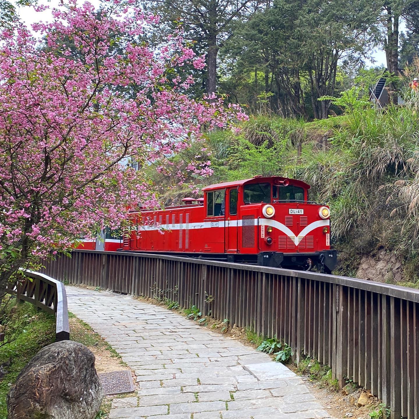 Alishan Forest Railway - Alishan Forest train through cherry blossom trees