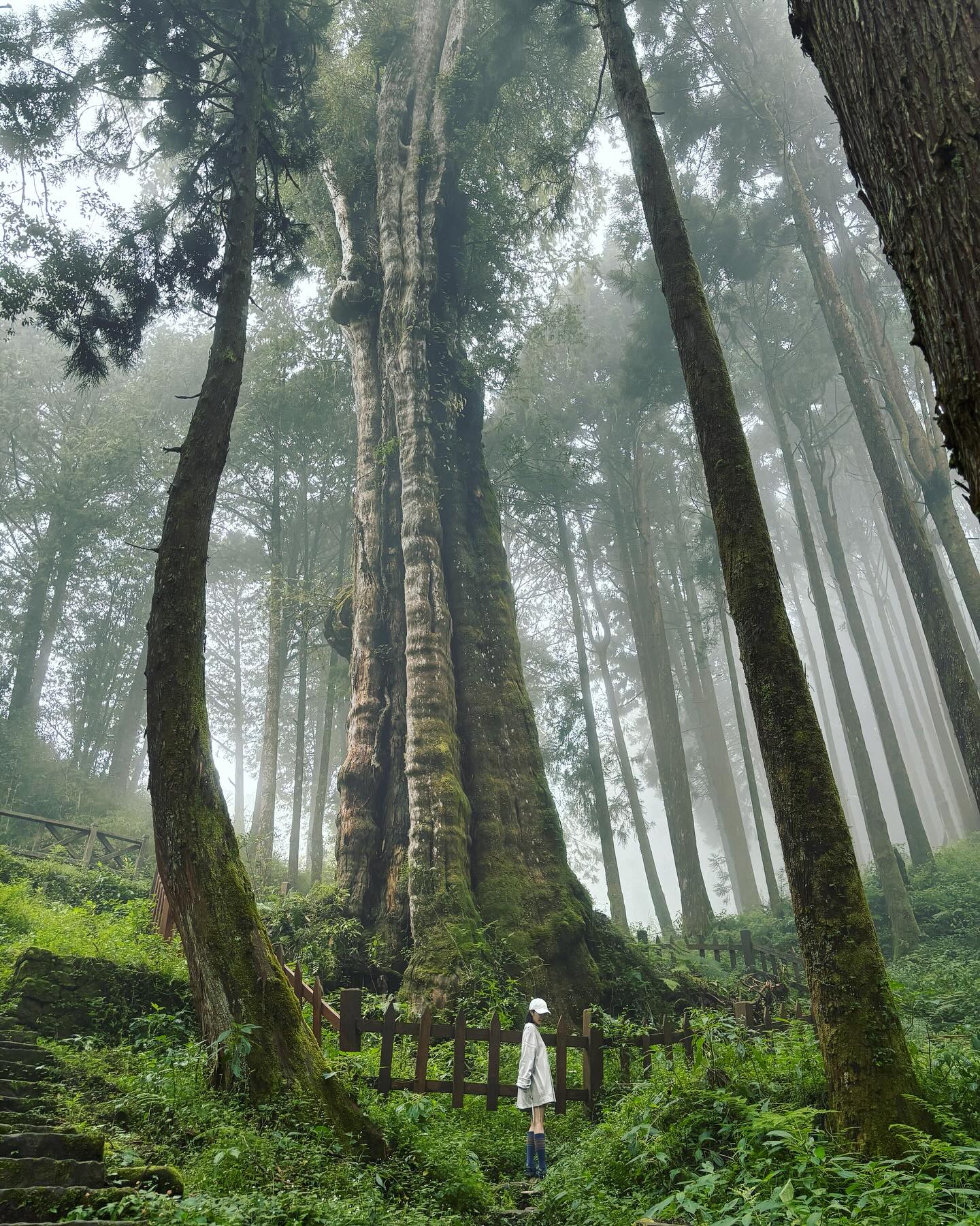 Alishan Forest Railway - Cypress Tree