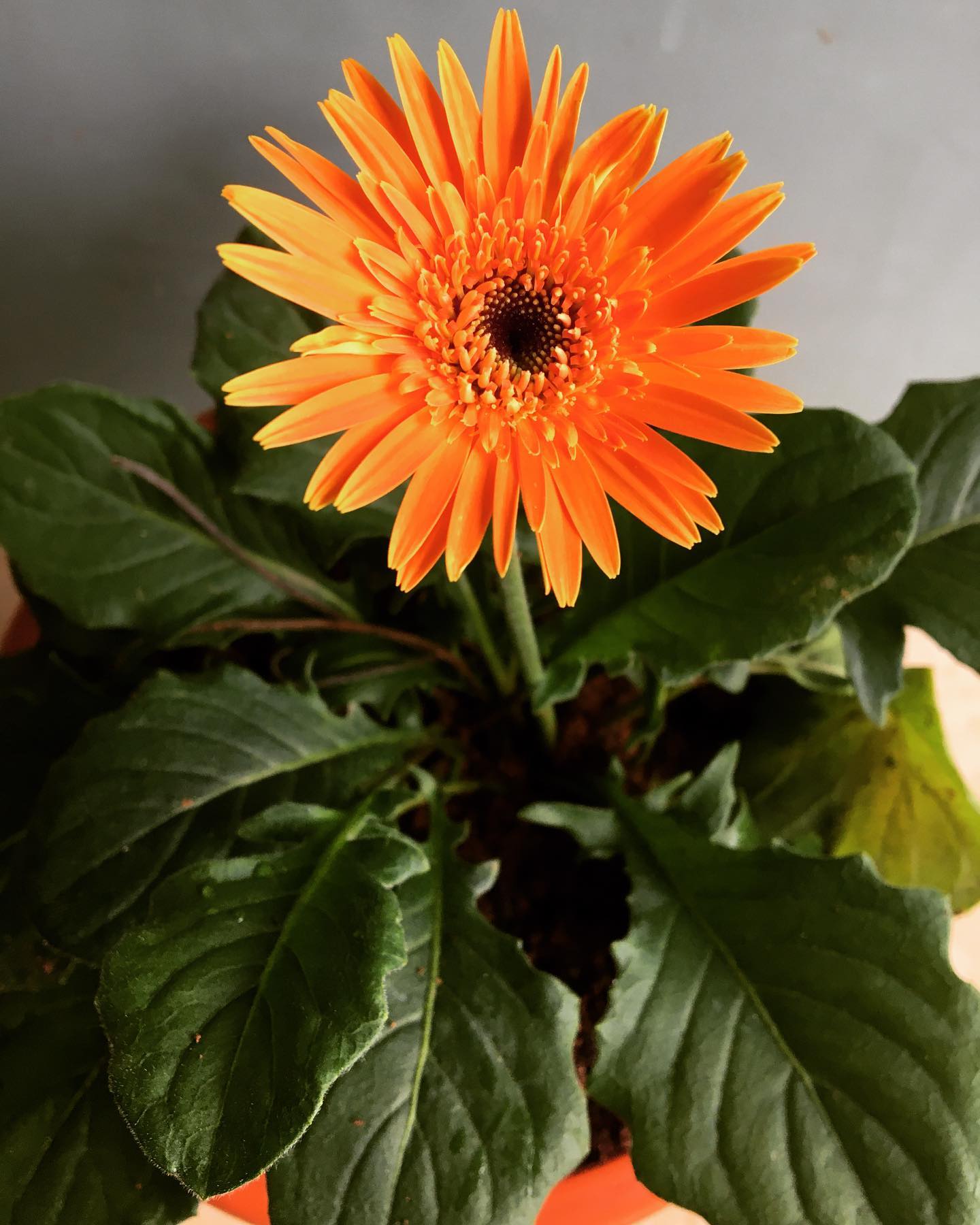 indoor plants - barberton daisy