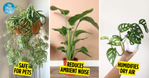indoor plants - cover