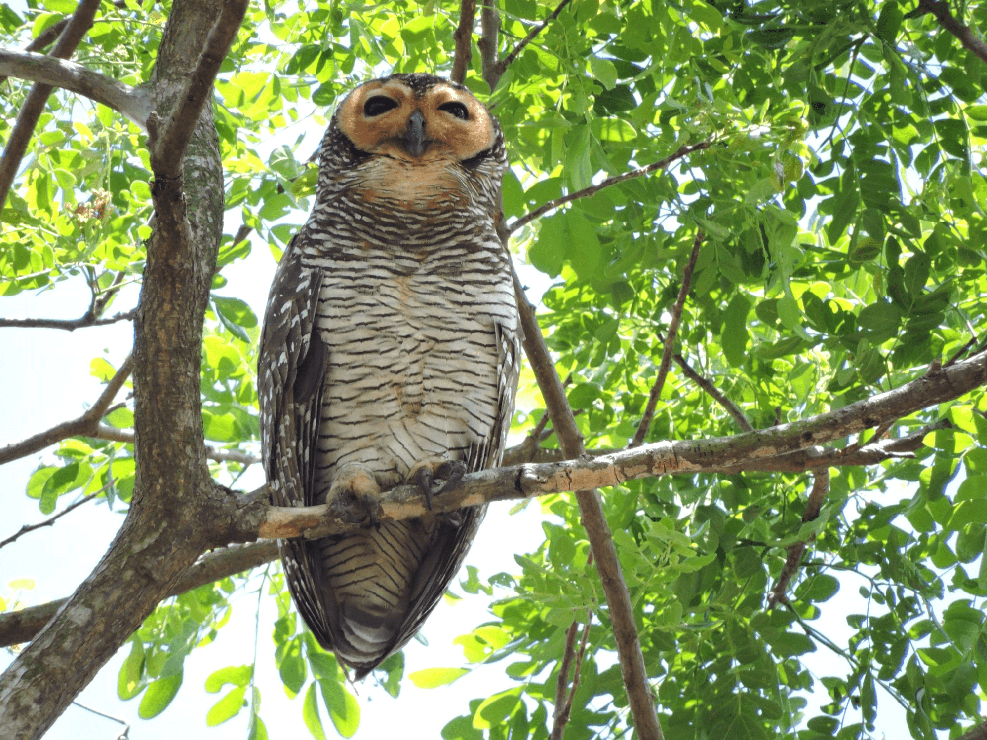 pasir ris park - owl