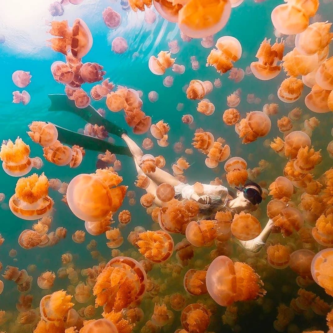 Snorkeller amongst the jellyfish in Jellyfish Lake in Palau