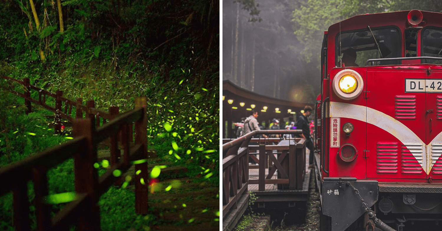 12 Kid-Friendly Things In Taiwan - watch fireflies glow at night at Yuantan Ecological Park