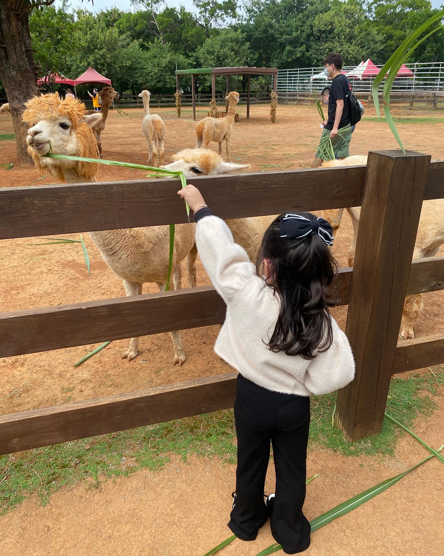 12 Kid-Friendly Things In Taiwan - Pushin Ranch feed animals