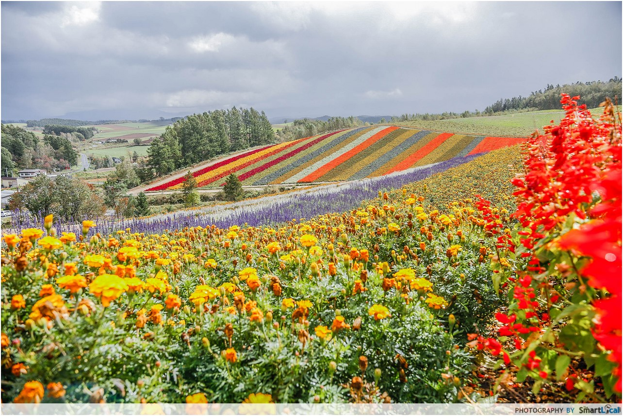 jal japan explorer pass - hokkaido flower fields