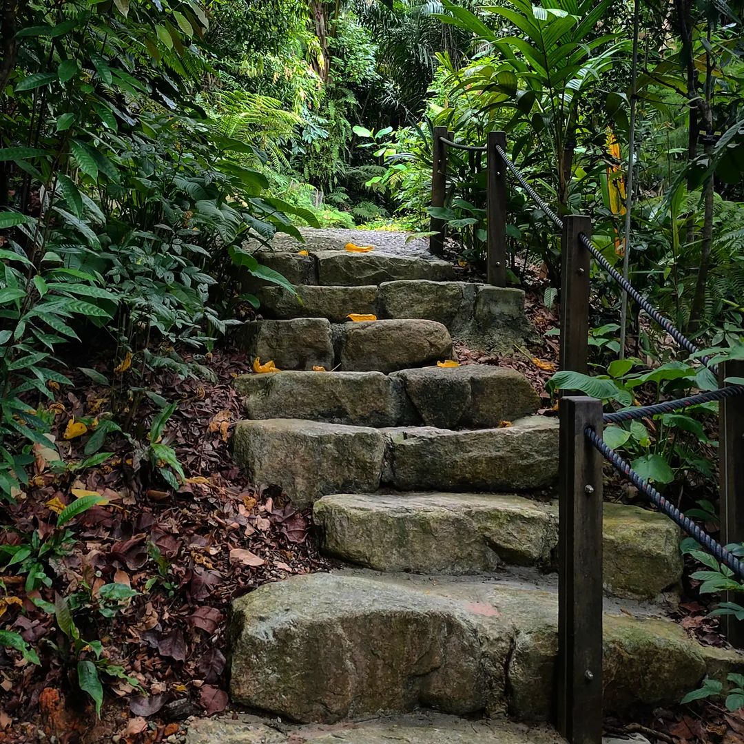 kid-friendly hikes - Pasir Ris Park Mangrove rambler's ridge
