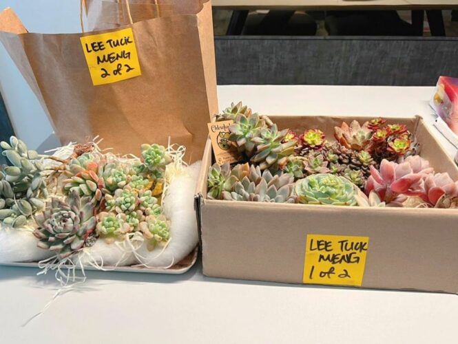 9 Best Plant Delivery Stores In Singapore