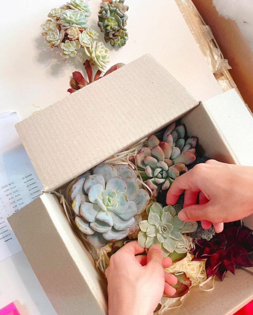 9 Best Plant Delivery Stores In Singapore