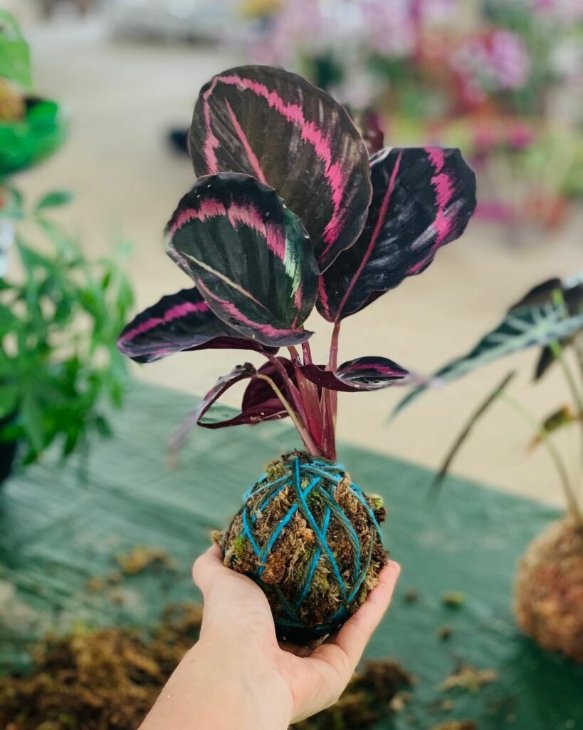 9 Best Plant Delivery Stores In Singapore