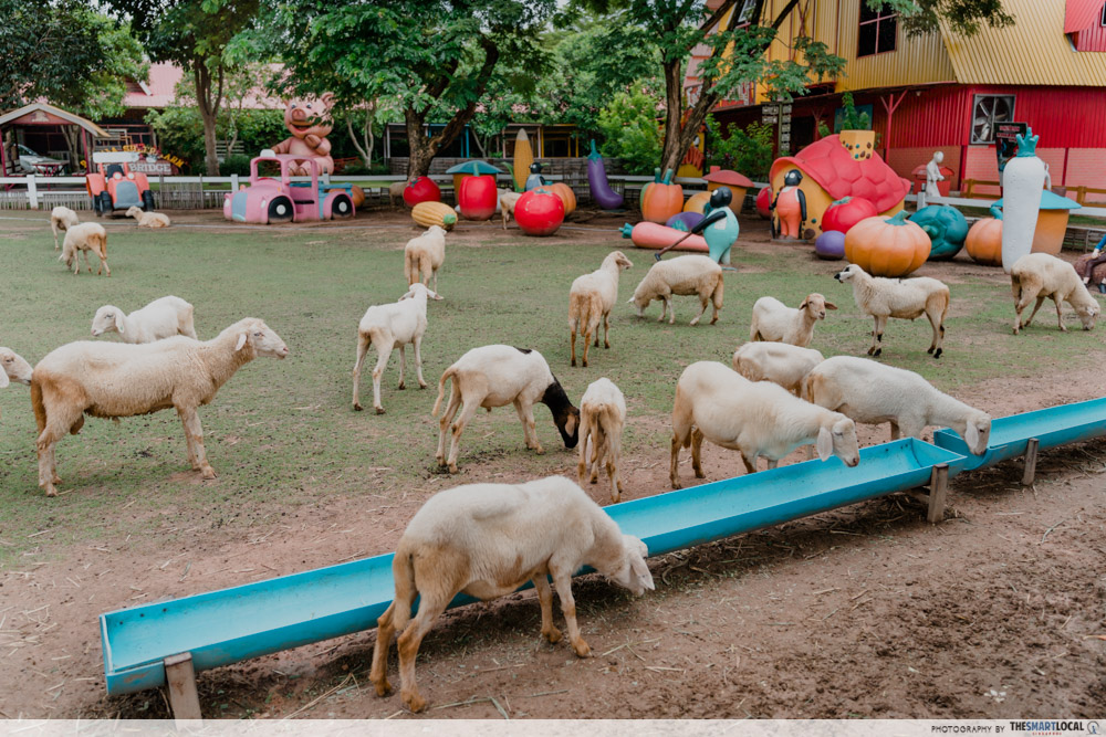things to do near bangkok - Pattaya Sheep Farm