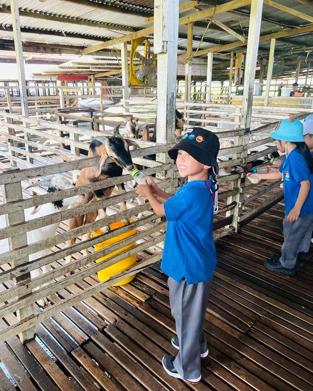 uk farm agro resort - goat feeding