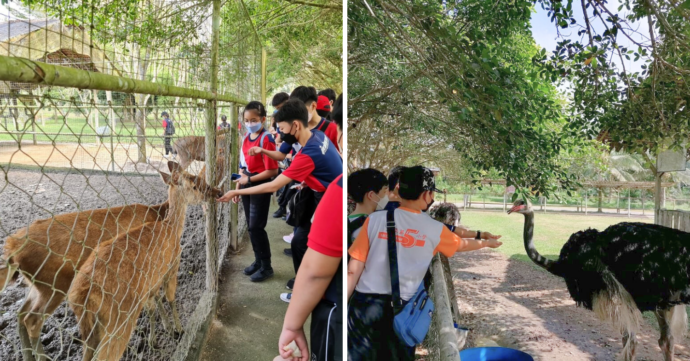 UK Farm Agro Resort: Johor Farm Has Animal Feeding & Chalets