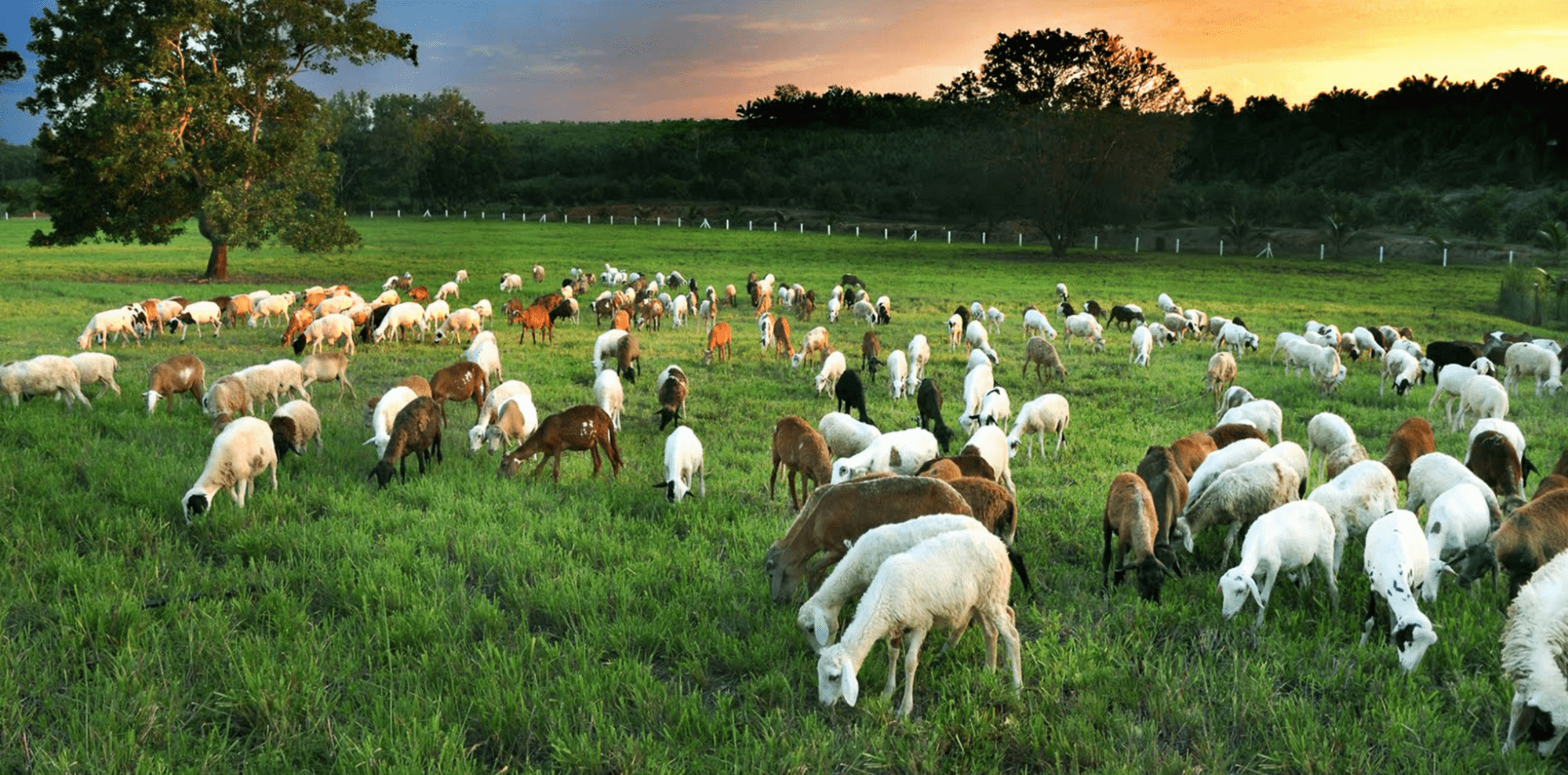 uk farm agro resort - sheep and goats