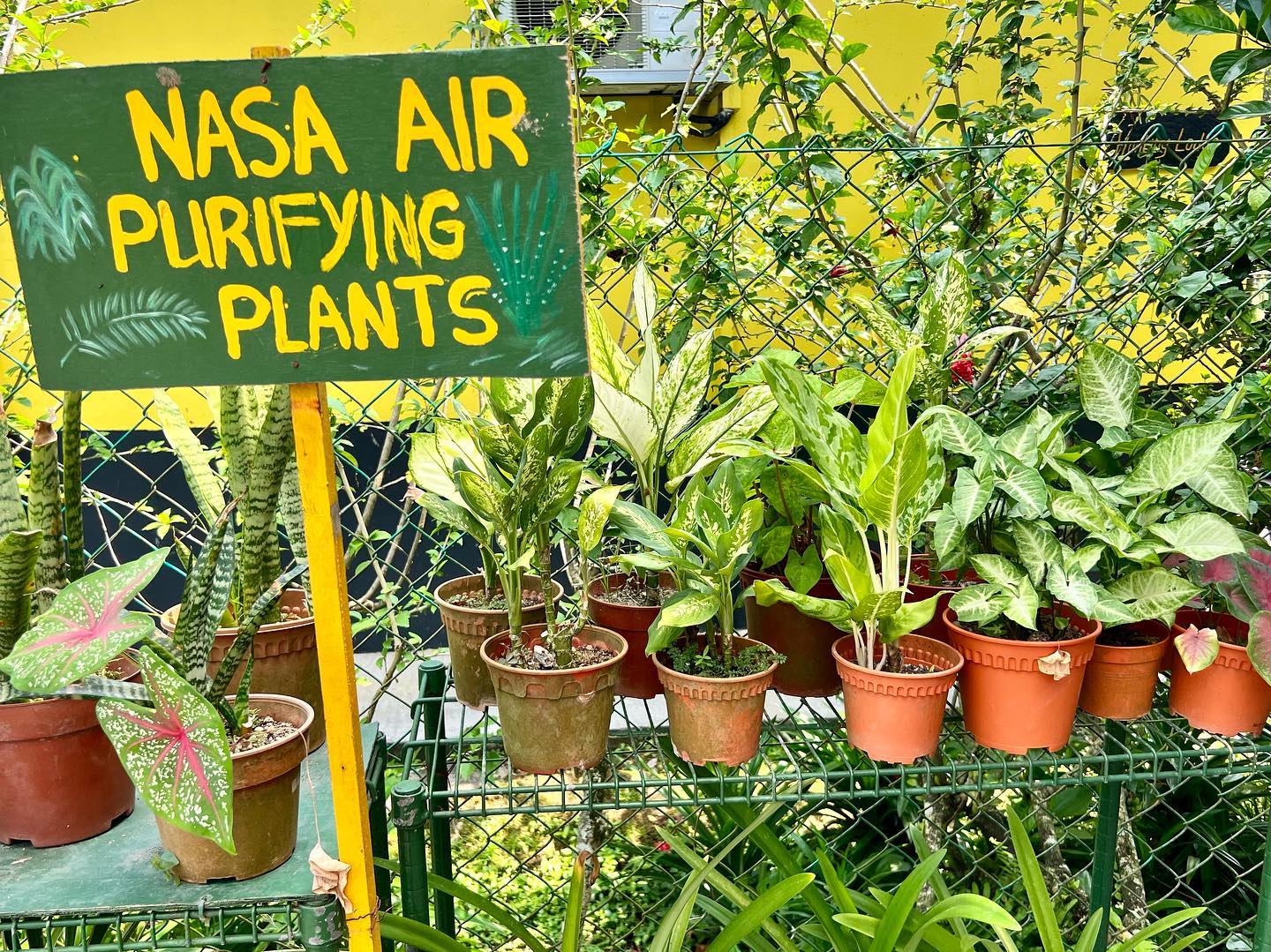 urban farms - air purifying plants