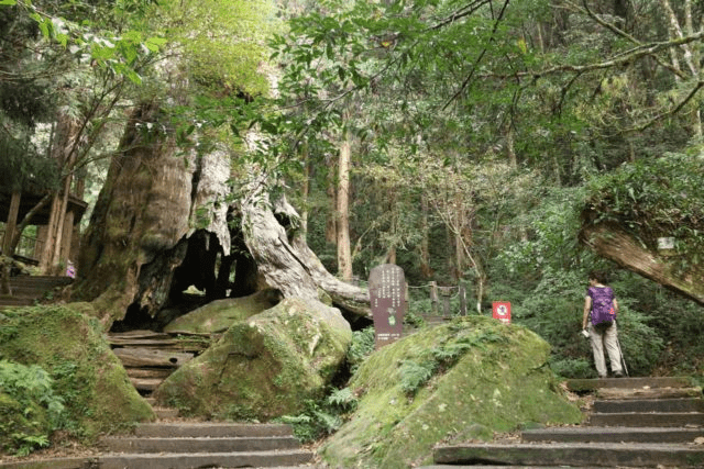 Ancient Red Cypress At Songlong Rock Waterfall - Taipei & Taichung Itinerary