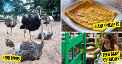 Desaru Ostrich Farm - Family-Friendly Farm In Malaysia With Bird Feeding