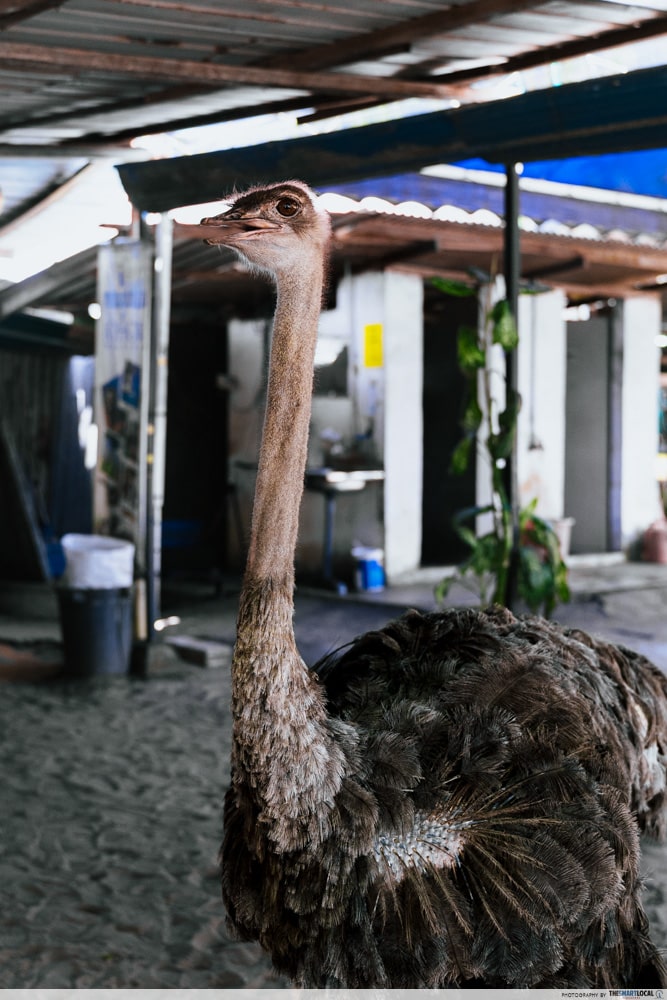 Desaru Ostrich Farm - free roaming bird