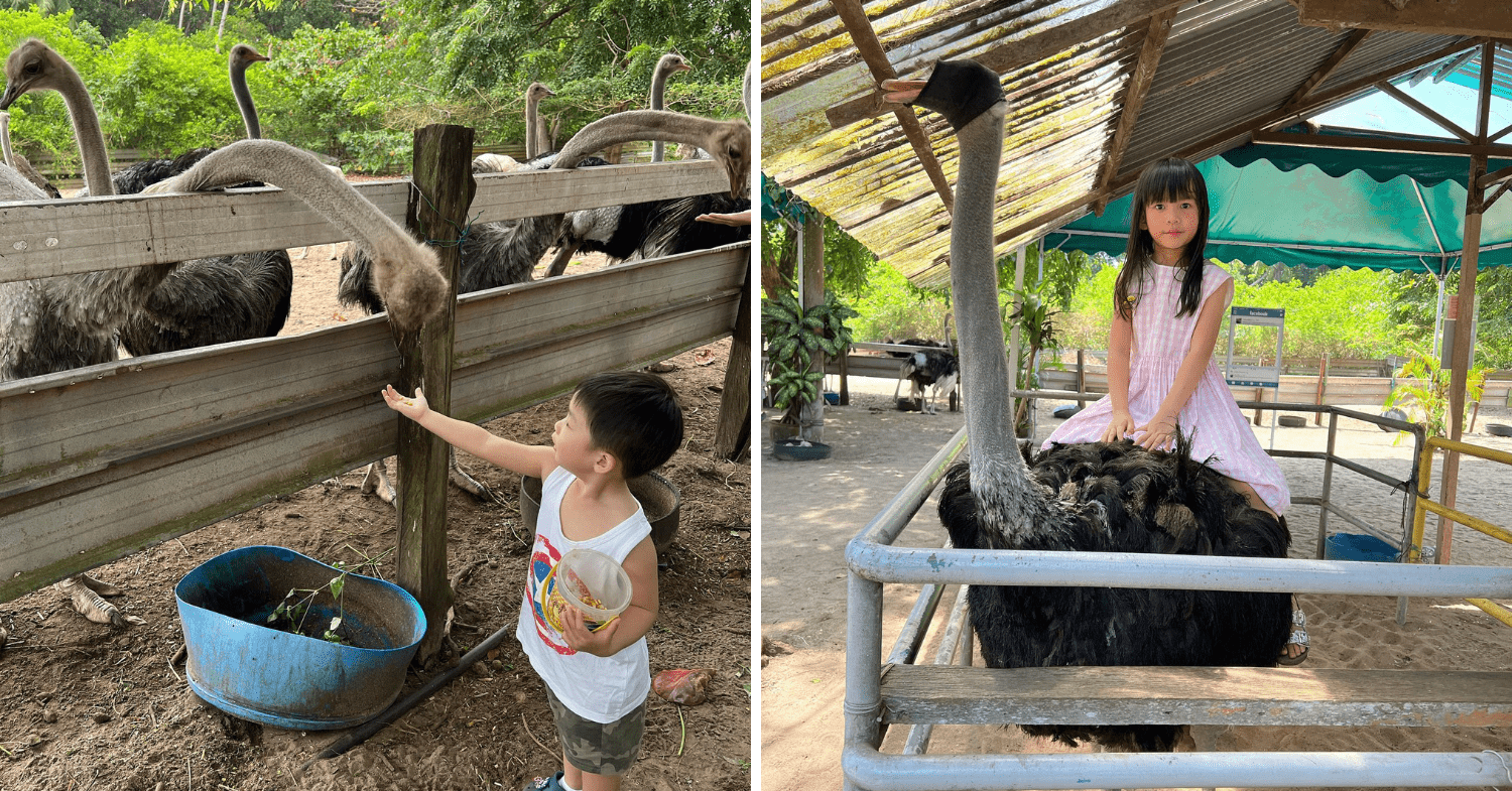 Desaru Ostrich Farm - kids feeding and riding an ostrich