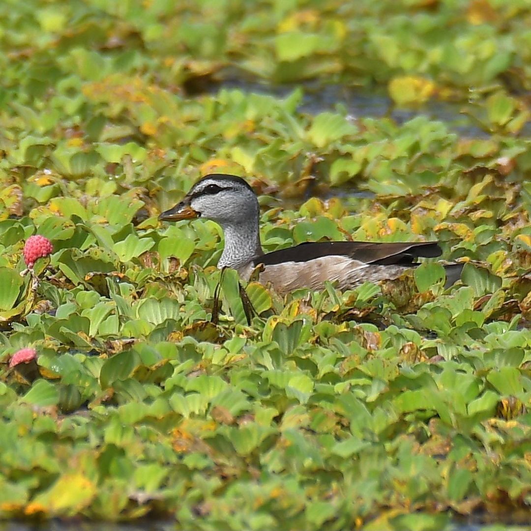 Ducks At Gaomei Wetlands - Taipei & Taichung Itinerary