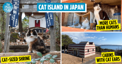 cat island cover