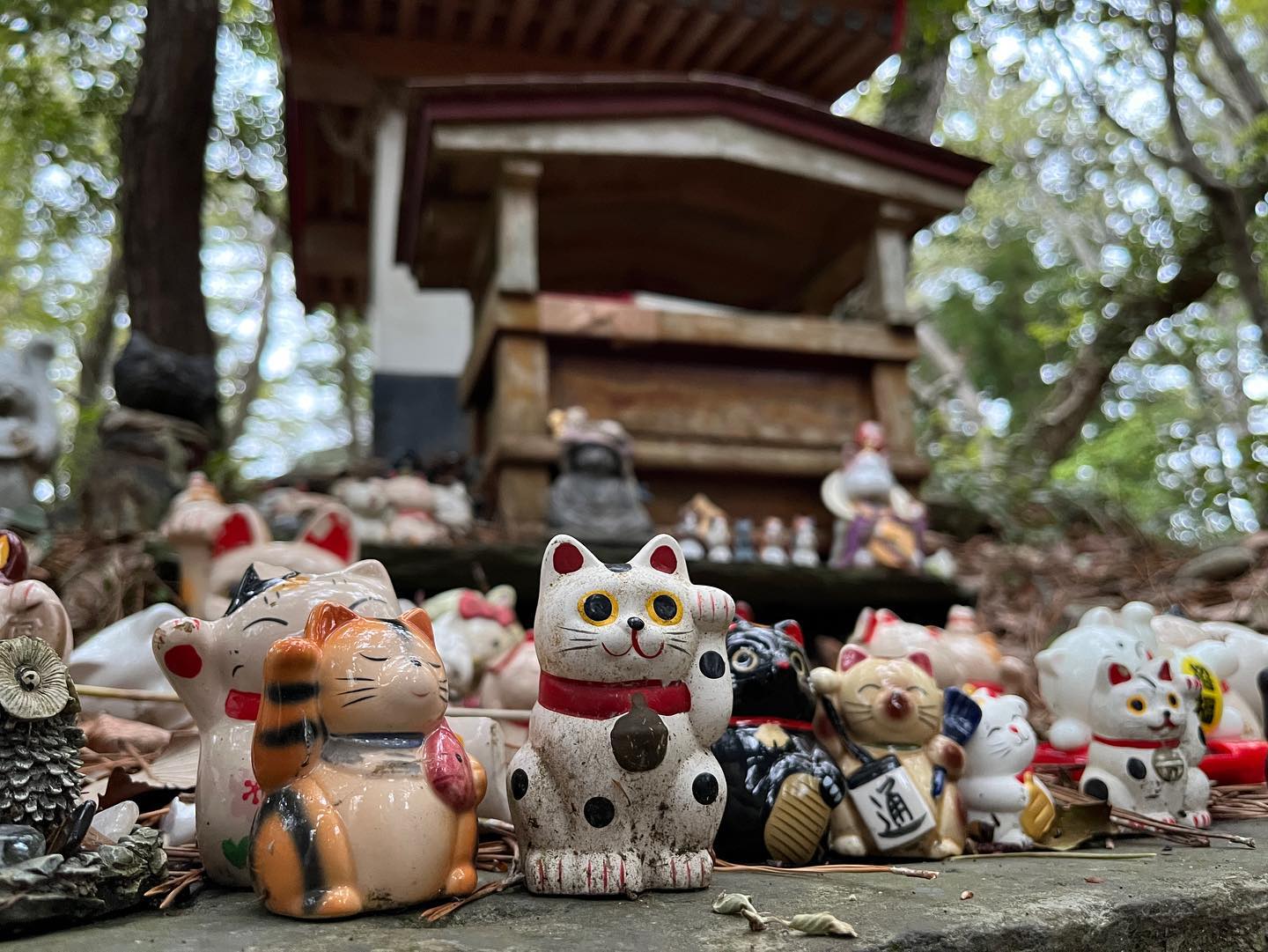 cat island shrine fortune cats