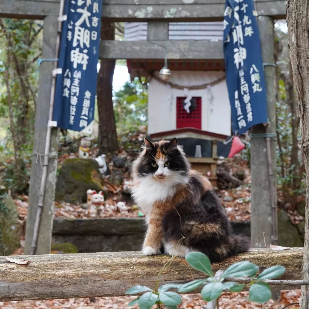 cat island shrine