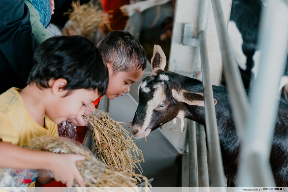 hay dairies goat farm - kids feeding goats