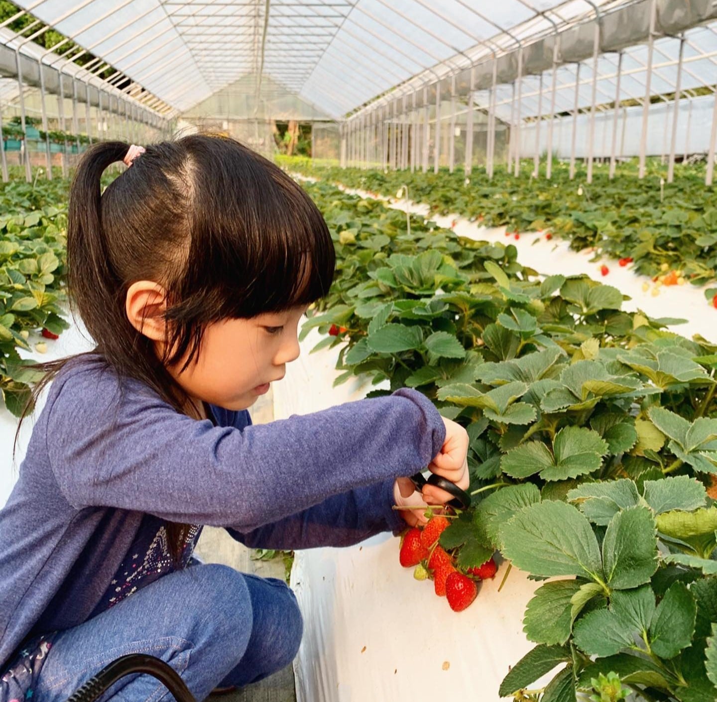 Coldest Places Near Singapore - Taipei strawberry picking