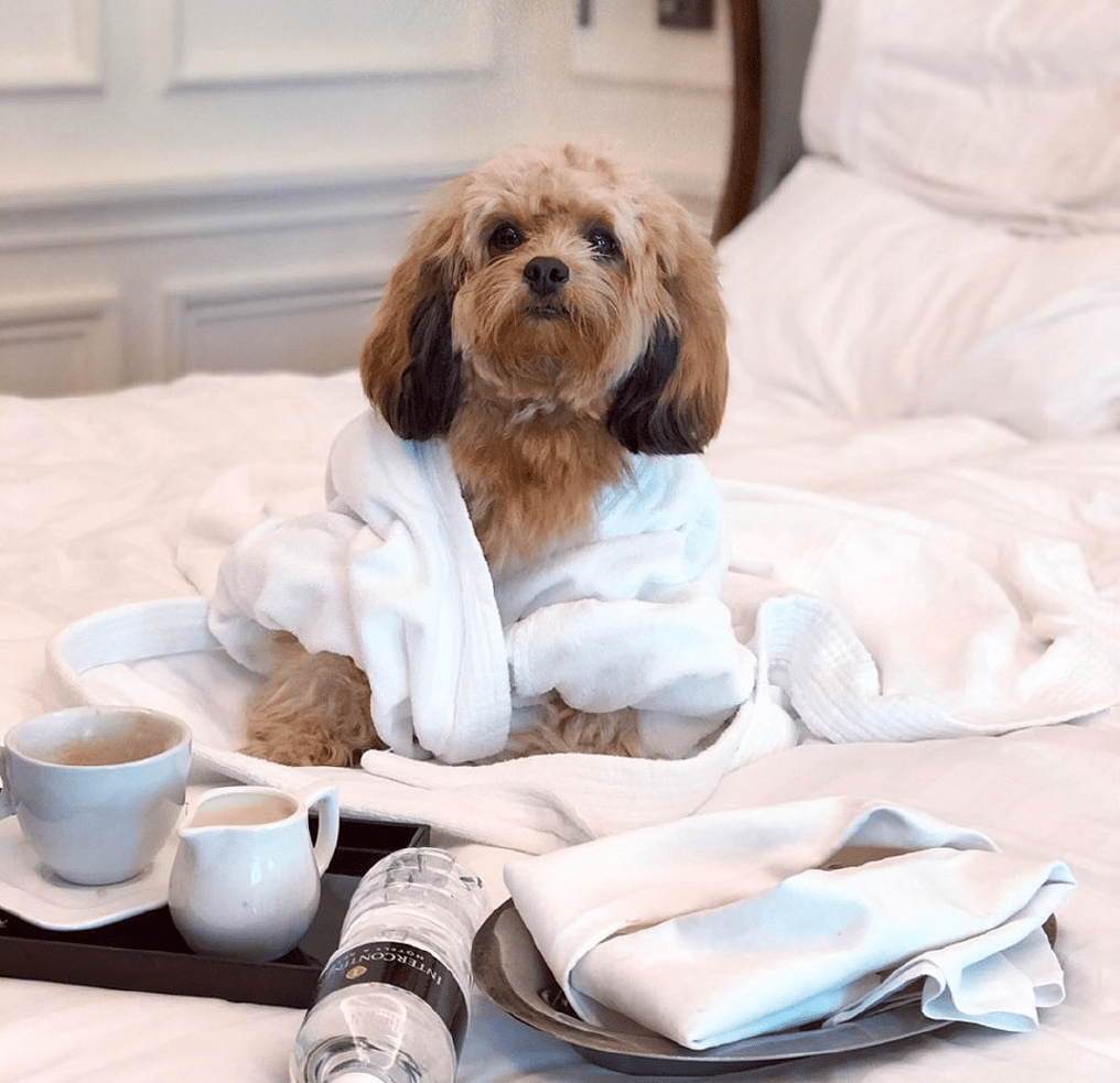 Pet-Friendly Hotels, Resorts, & Chalets in Singapore - InterContinental Singapore Pet Getaway staycation package