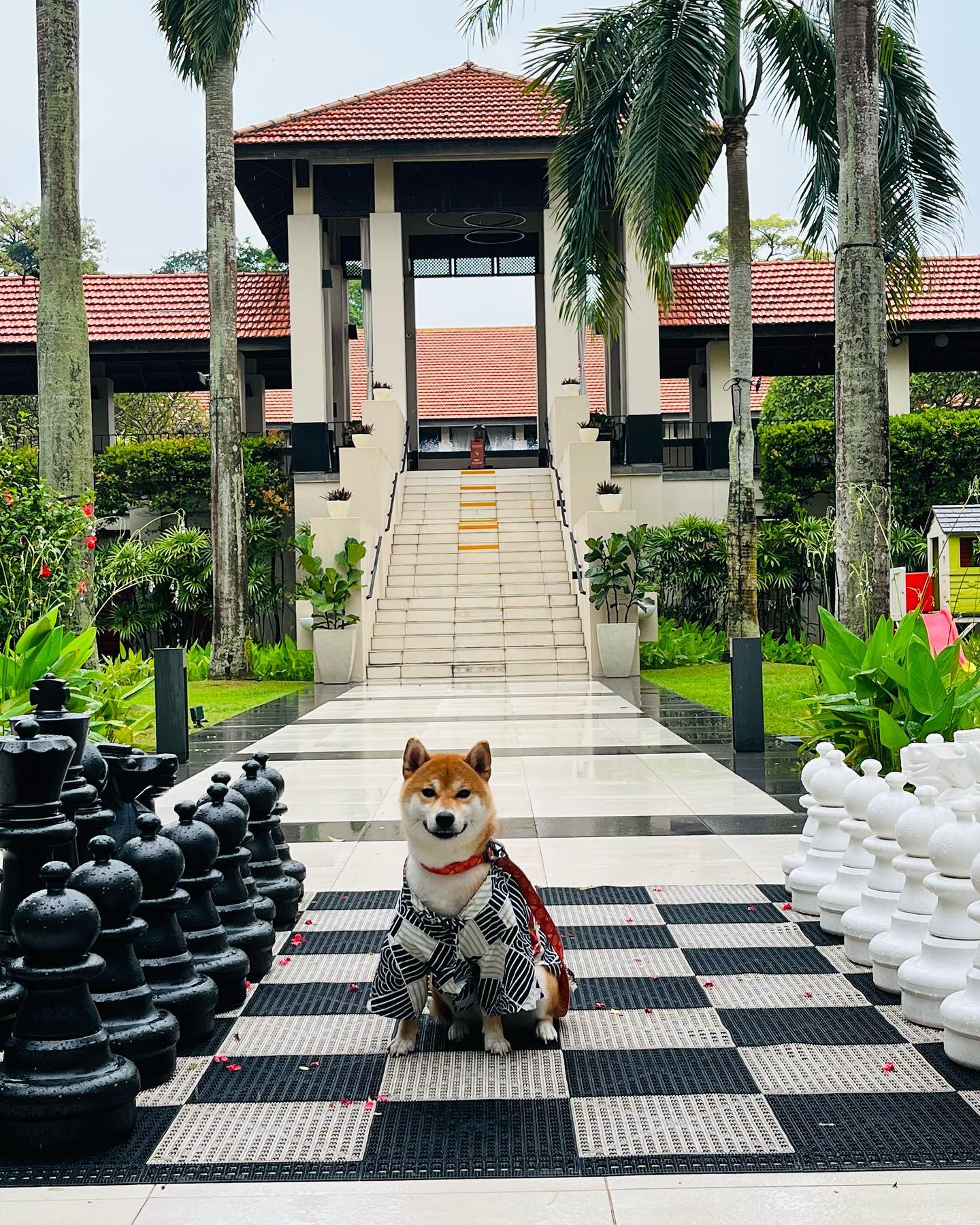Pet-Friendly Hotels, Resorts, & Chalets in Singapore - Dog at Sofitel Singapore Sentosa Resort
