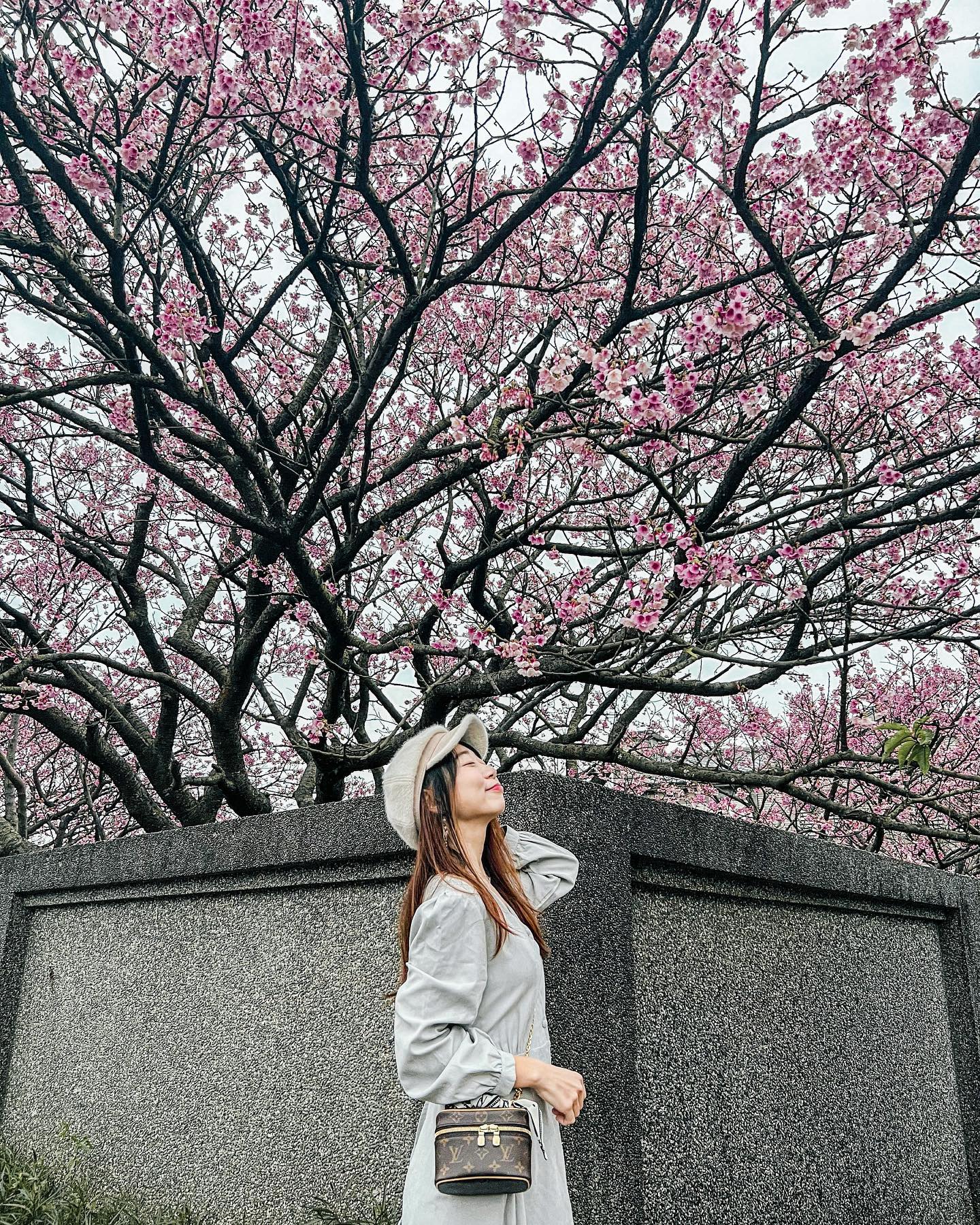 Coldest Places Near Singapore - Taipei cherry blossom trees